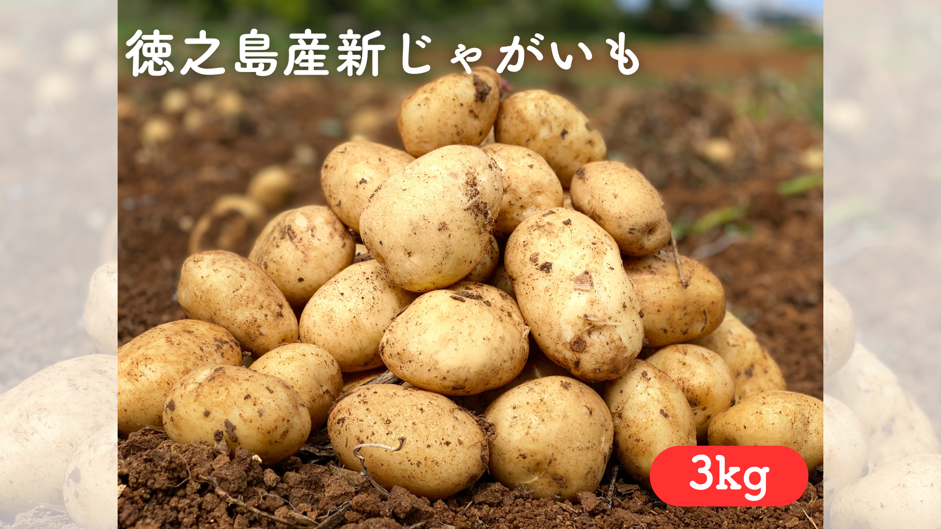 【予約受付中】徳之島産 赤土じゃがいも 3kg 新じゃが 送料別 ミネラル豊富 春一番 産地直送